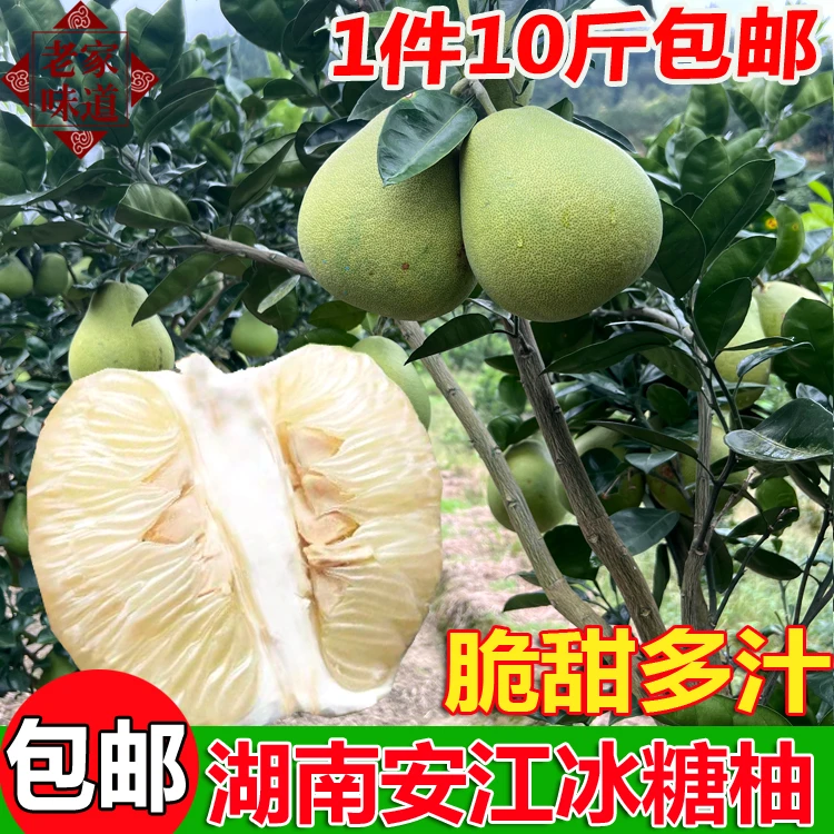 湖南怀化雪峰山冰糖柚子安江小柚新鲜水果土柚老树金福安兰柚子