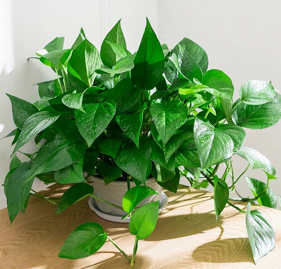大叶盆栽室内绿植办公室客厅四季常青水培土培