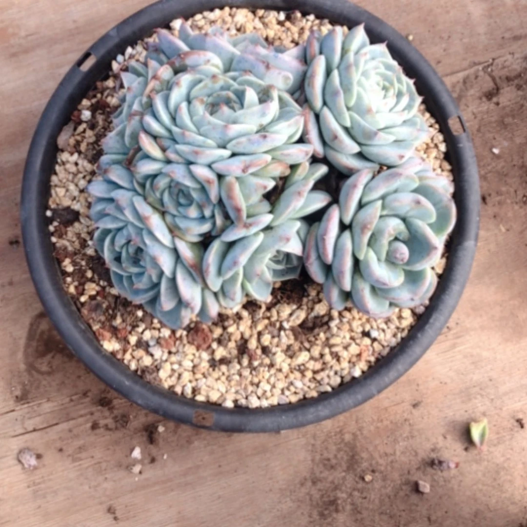 【闪购商品】天鹅绒