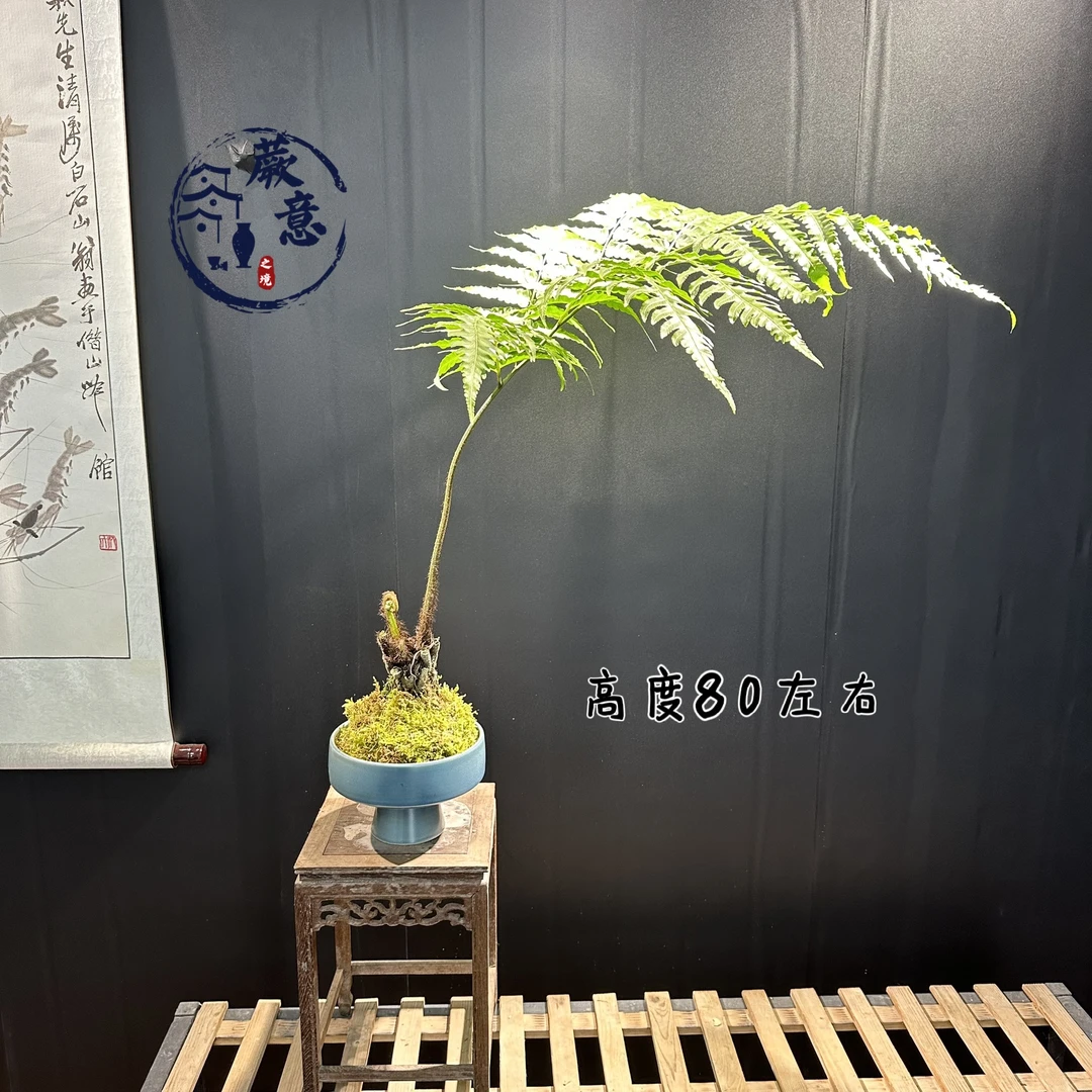 水培蕨类苔藓球蕨类虹磷蕨盆景绿植室内植物好养四季常青喜阴花卉