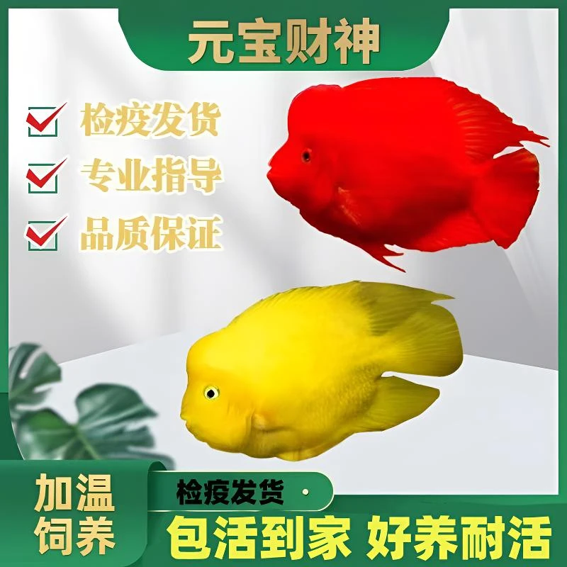 元宝血鹦鹉起头红财神鱼台湾热带观赏鱼发财招财鱼黄鹦鹉活体鱼苗
