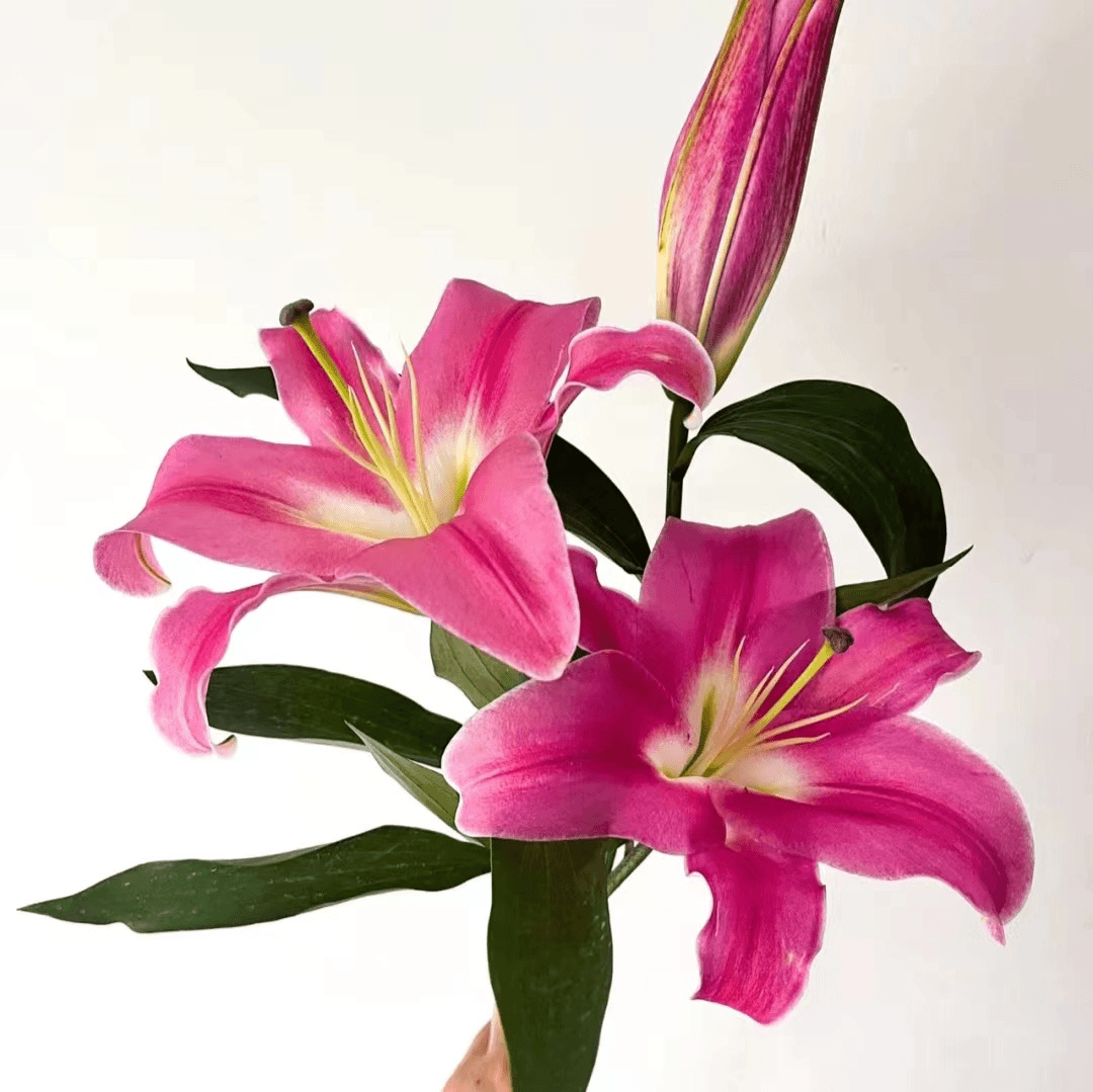 【顺丰包邮】普拉芬多 香水百合 花苞发货 基地直发 水养鲜切花