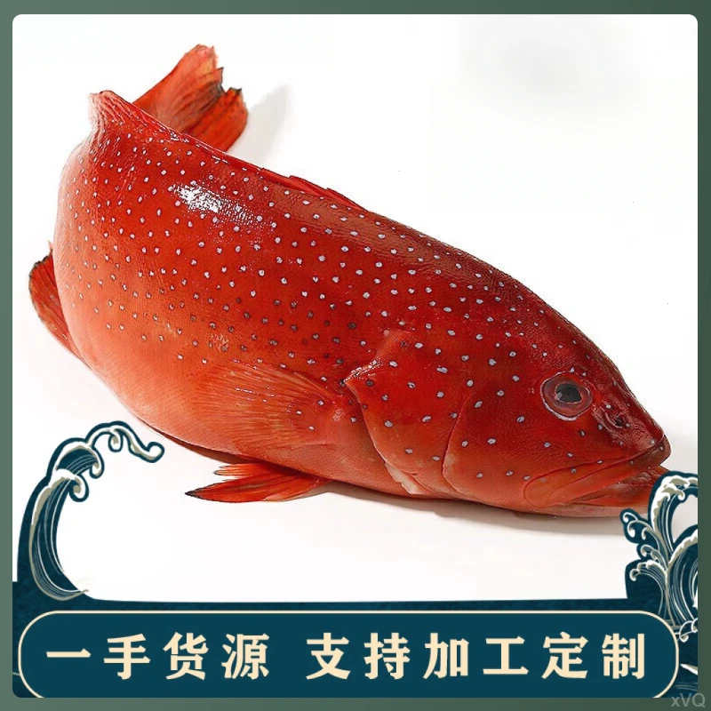 【顺丰冷链】深海东星斑石斑鱼活冻新鲜速冻深海鱼石斑海鲜红石斑鱼