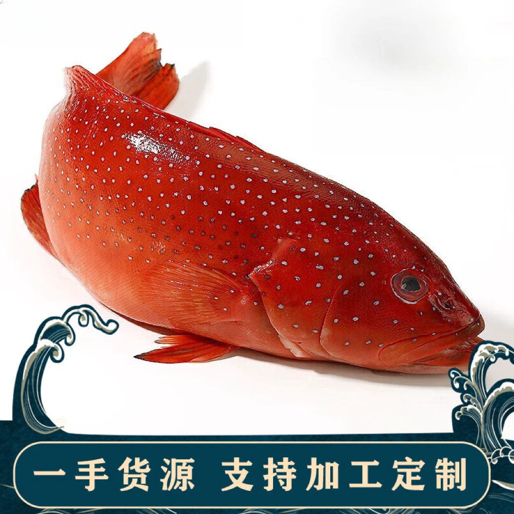 【顺丰冷链】东星斑深海石斑鱼活冻新鲜速冻深海鱼石斑海鲜红石斑鱼