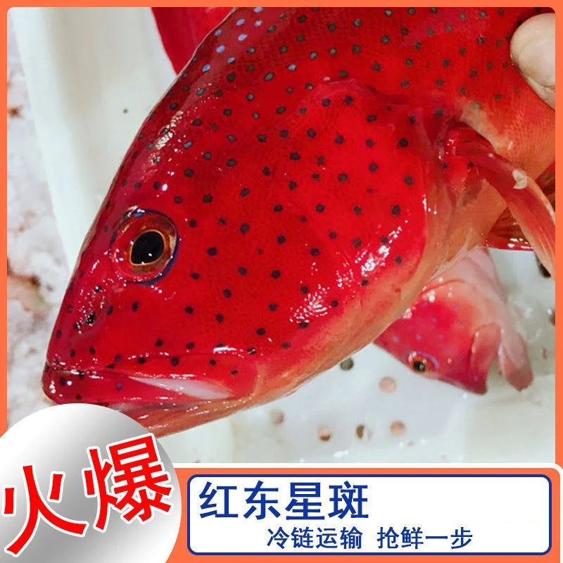 正宗东星斑活冻东星斑鲜活速冻石斑鱼鲜嫩红石斑鱼海鲜燕尾东星斑