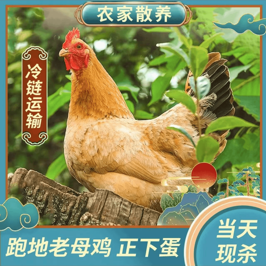 【粉丝福利】散养土鸡老母鸡两只4-4.5斤五谷喂养新鲜老母鸡煲汤