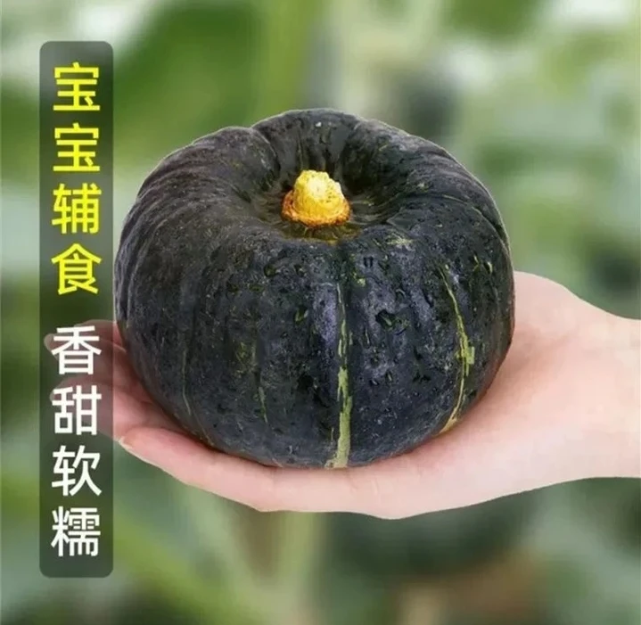 新鲜采摘新鲜发贝贝南瓜放一放甜  农家种植5斤 5-7个装河南发货