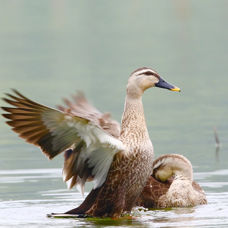 海南定安红鸭1只 江河散养5个月 红烧鸭3-4斤/只 鸭子