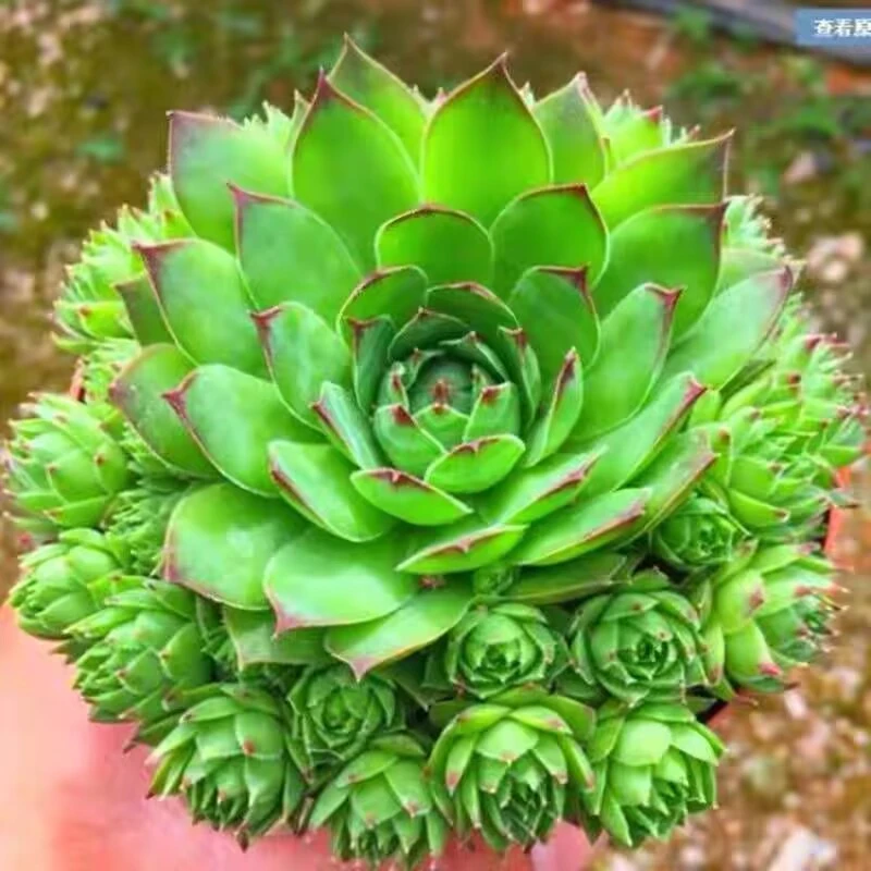 【原土原盆发货】观音莲多头群生多肉植物肉肉盆栽老桩花卉室内包邮