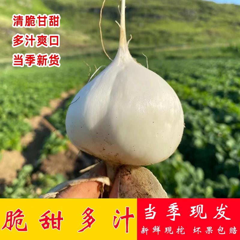 贵州白凉薯新鲜现挖地瓜农家沙地当季整箱豆薯地萝卜3-5斤