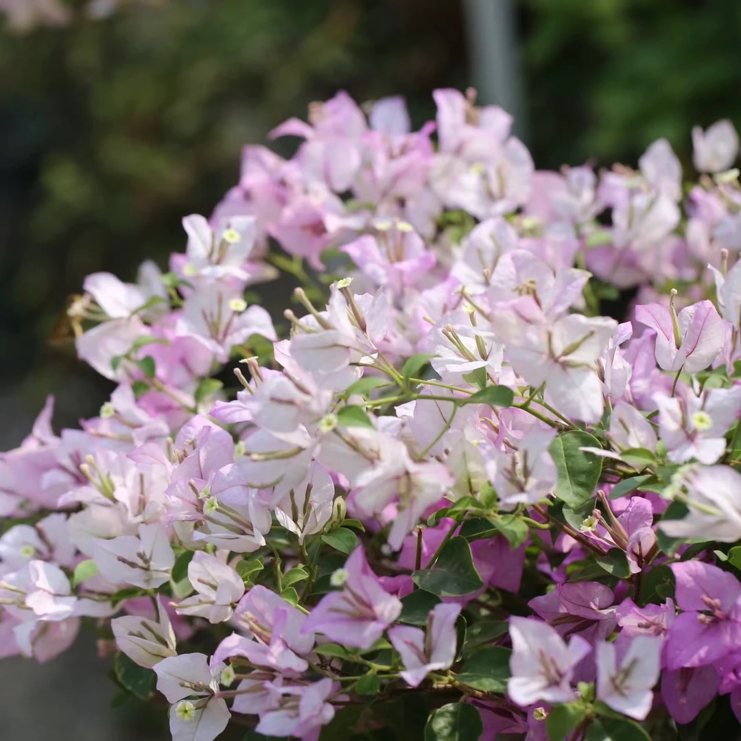三角梅【梦幻雪紫】带陶瓷盆爬藤勤花阳台庭院室内窗基地直发好养活