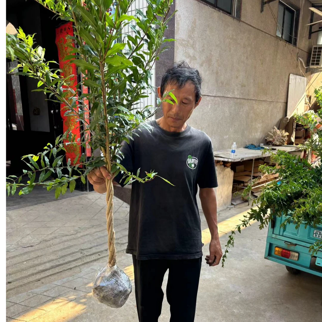 编织麻花造型花园植物养死包赔