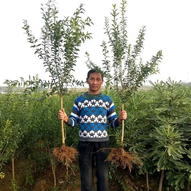 红宝石南方北方盆栽地栽抗高温耐严寒买一颗送一颗