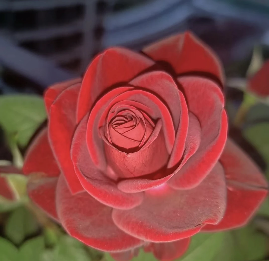 冬瓜花园【中国红】盆栽月季阳台庭院花卉多季节重复开大红色花