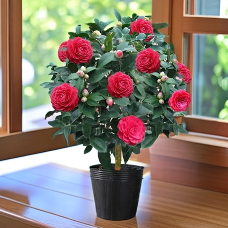 红赤丹山茶花大红重瓣盆栽庭院室内外易活花卉客厅茶花正宗山茶花