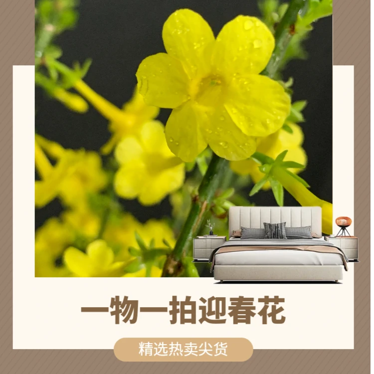 迎春盆景直播链接私自下单不包邮迎春花盆栽报春花绿植盆栽室内