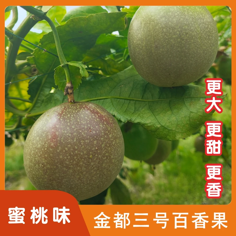 正宗蜜桃味百香果广西金都3号新鲜水果现摘现发香甜大果3整箱包邮