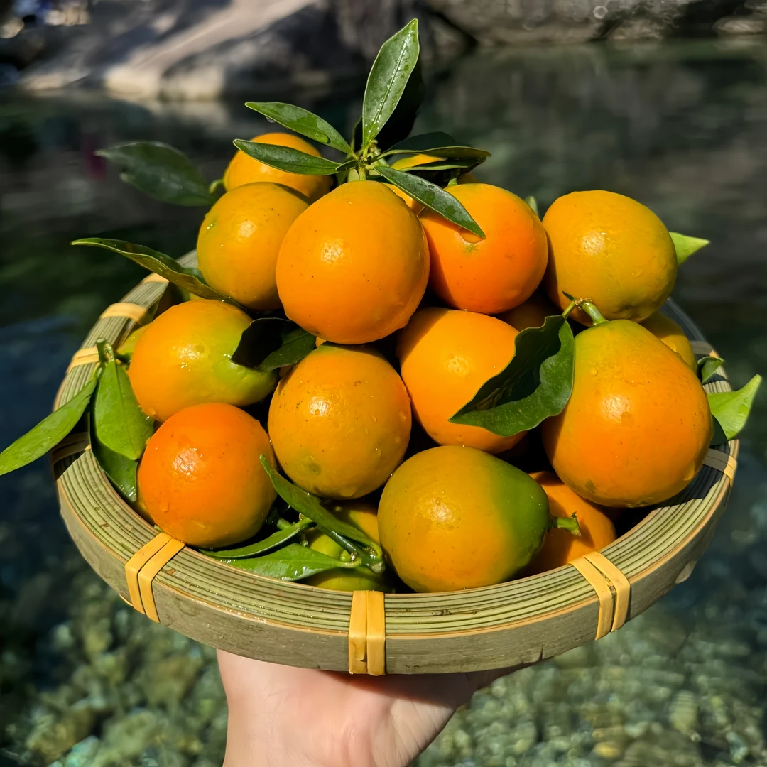 【阿慧推荐】脆蜜金桔第三代大果金桔纯甜孕妇水果脆蜜金柑2斤包邮