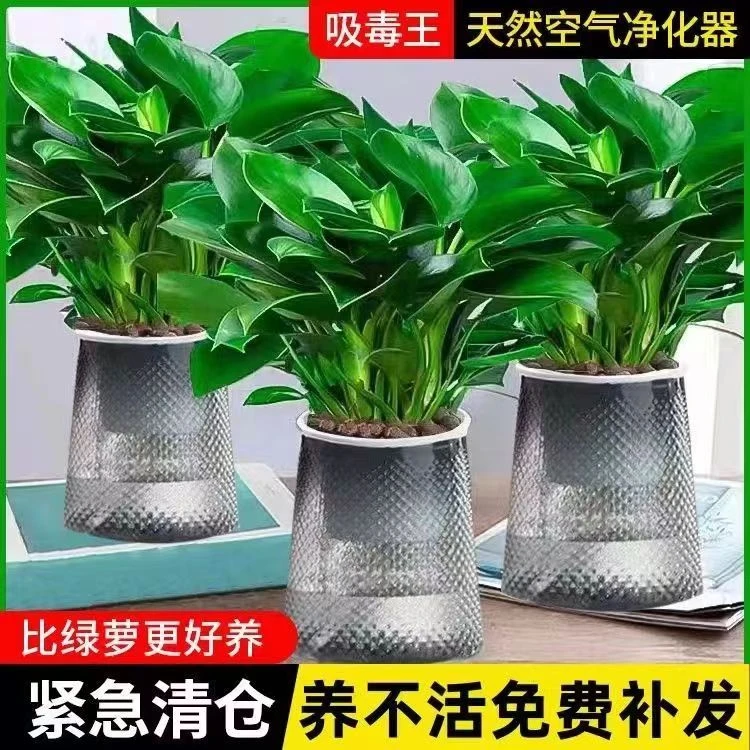 绿公主大叶金钻盆栽吸毒王四季常青室内吸甲醛桌面绿植花卉防辐射