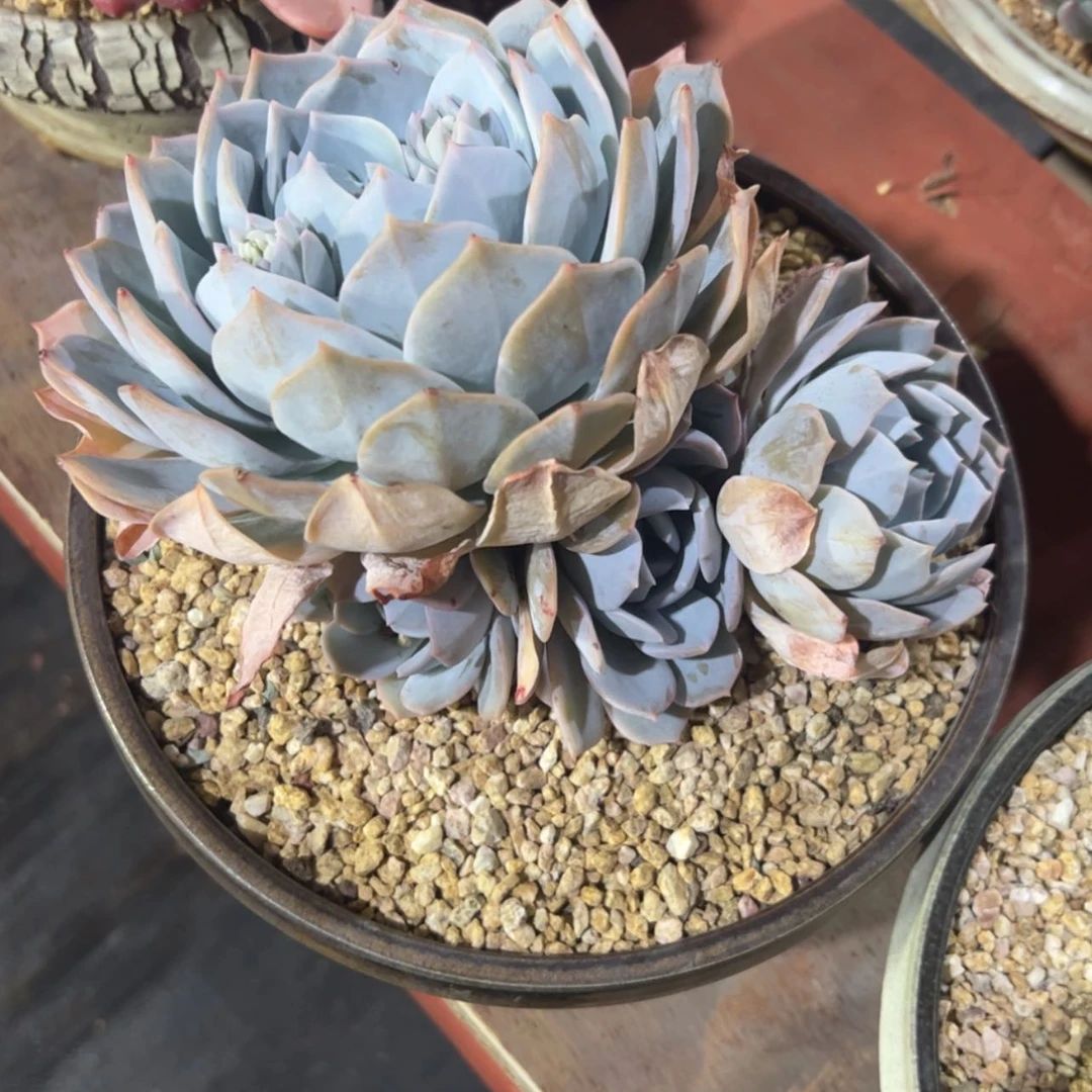 【闪购商品】擎*多肉植物