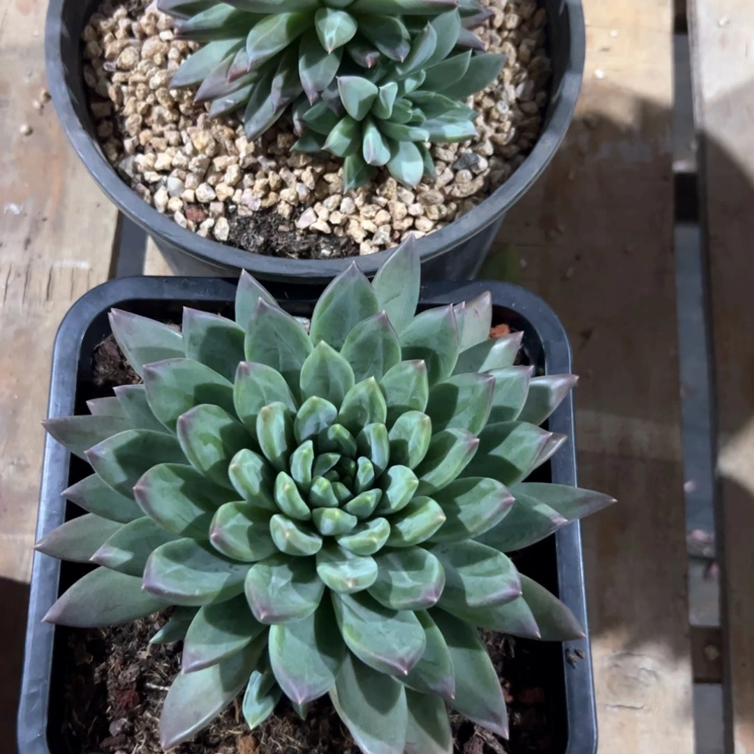 子*多肉植物保多肉植物