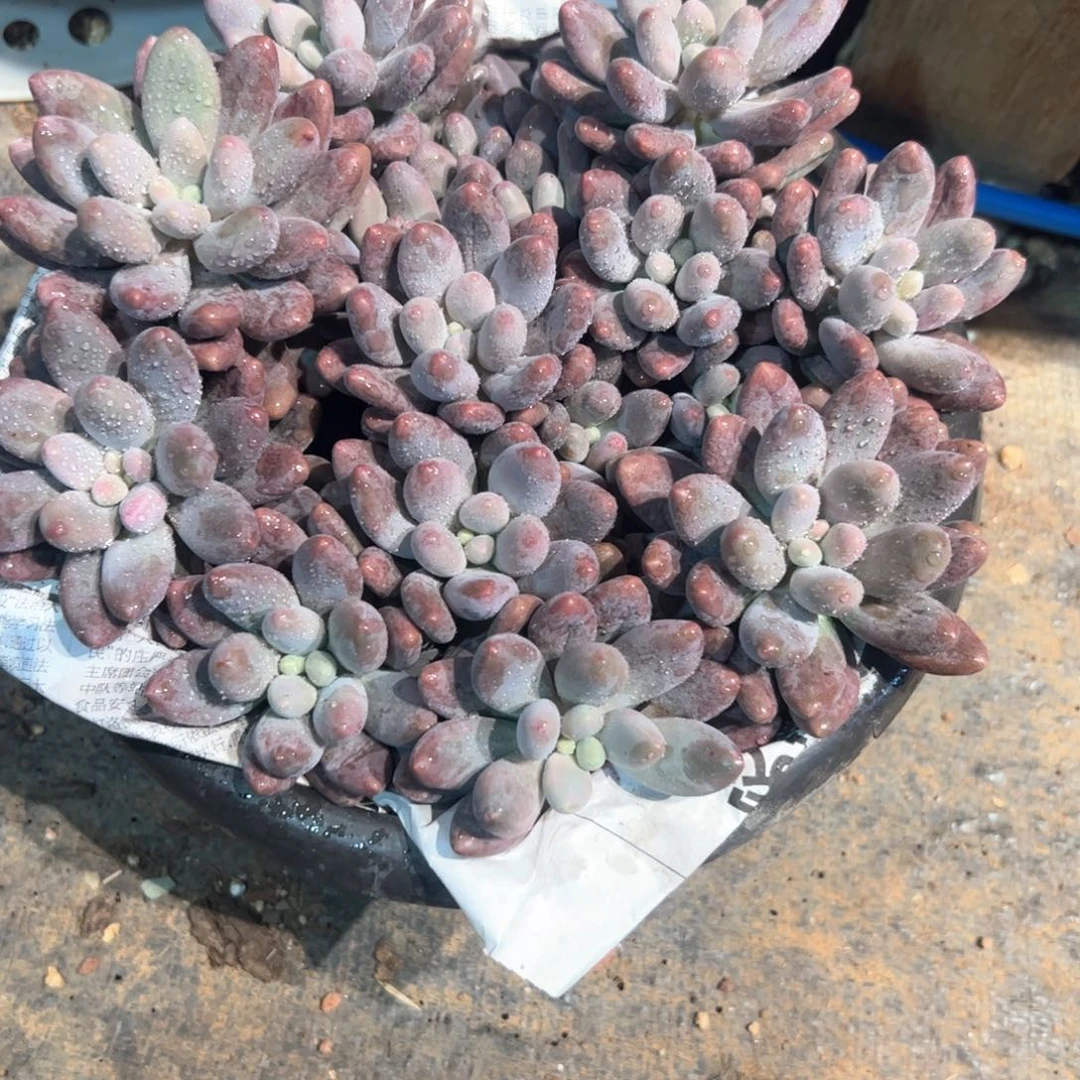 拾*多肉植物多肉植物