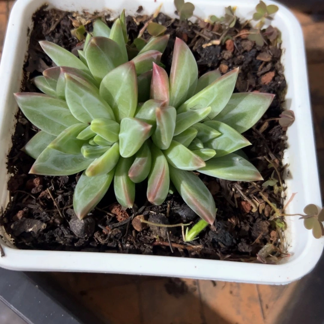 張*姐多肉植物多肉植物