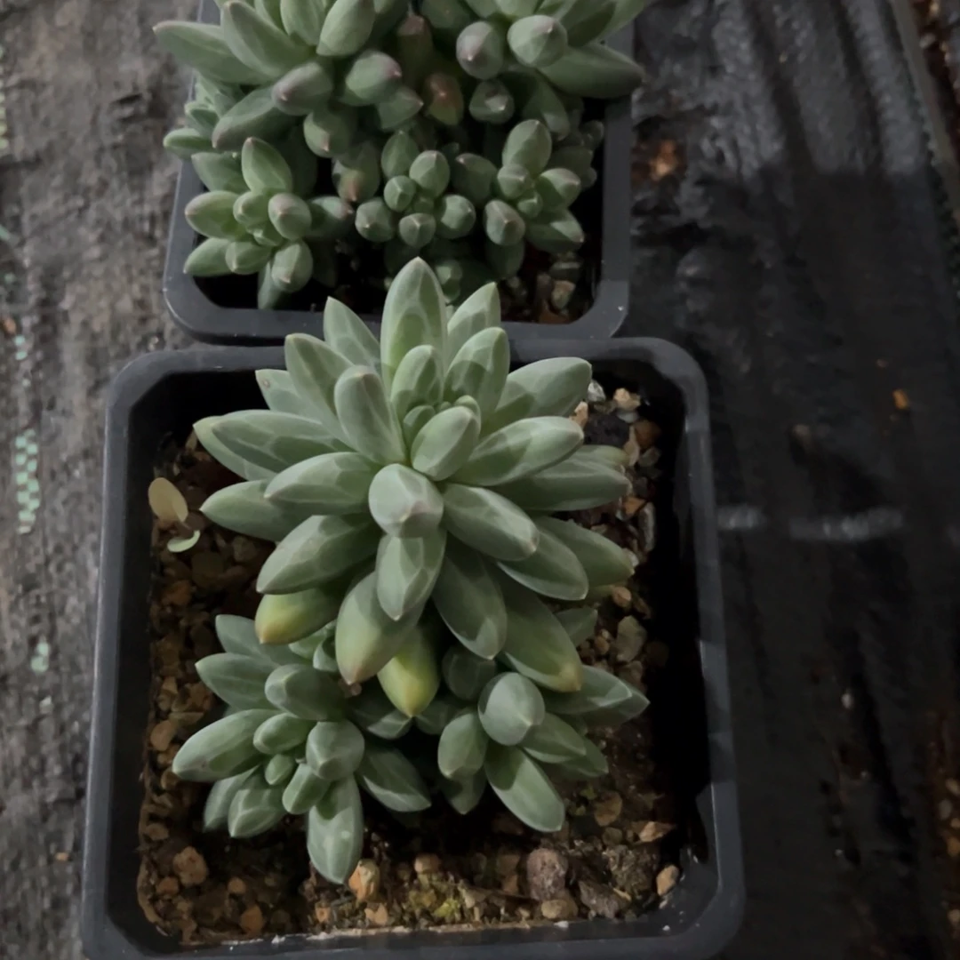 会***猪多肉植物多肉植物