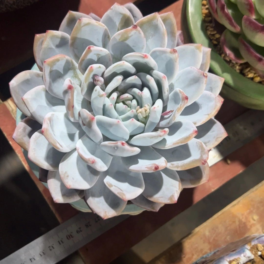 【闪购商品】吉****)
