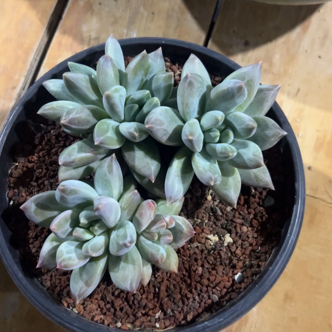【闪购商品】多肉植物