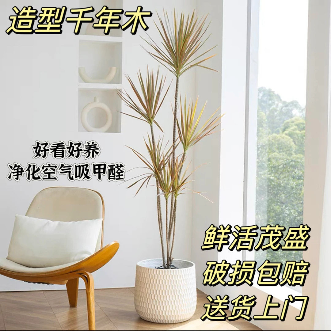 千年木七彩铁客厅阳台绿植多头水办公室落地叶北欧室内植物吸甲醛