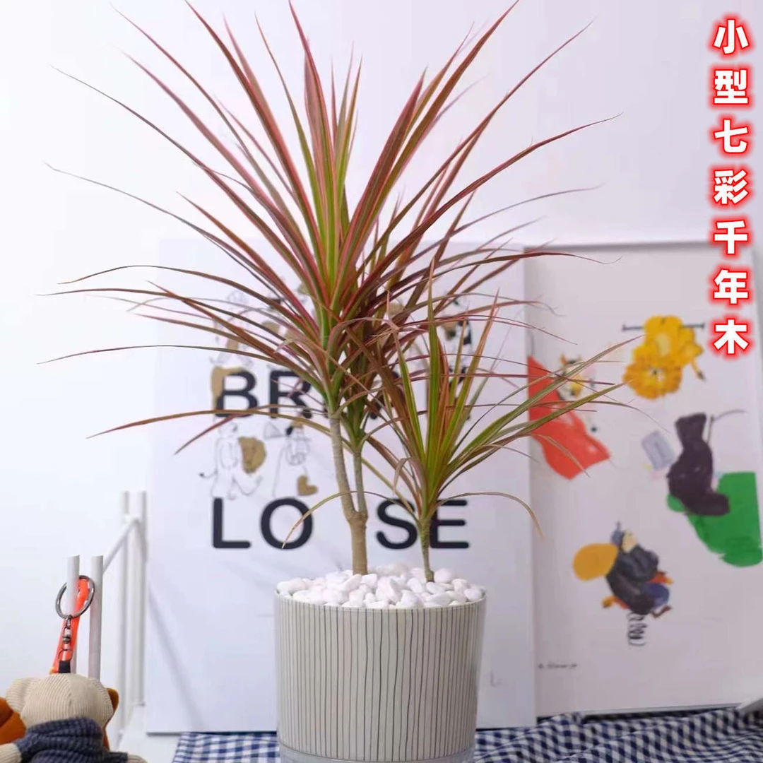 千年木大苗三色龙树室内客厅七彩铁盆栽绿植物吸除净化空气红植物
