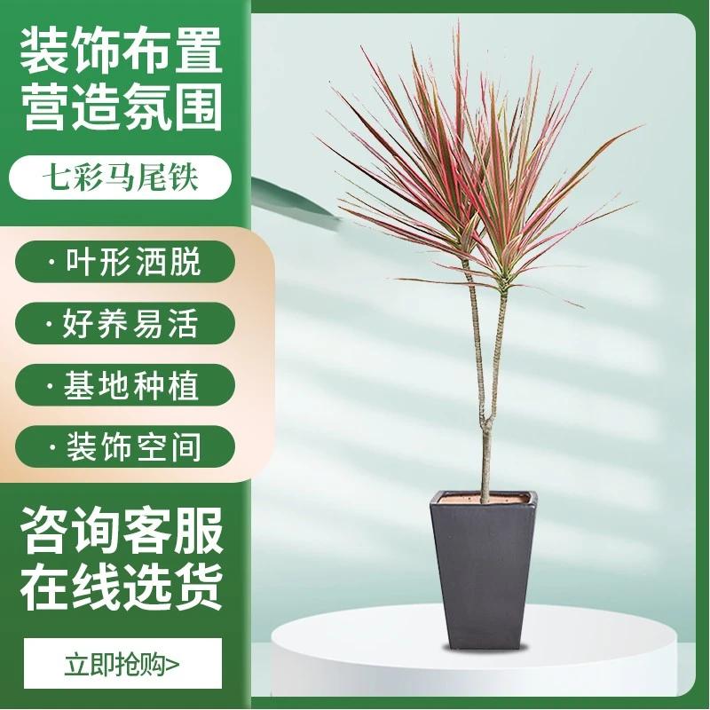 七彩铁多头室内绿植千年木庭院室外植物马尾铁小苗