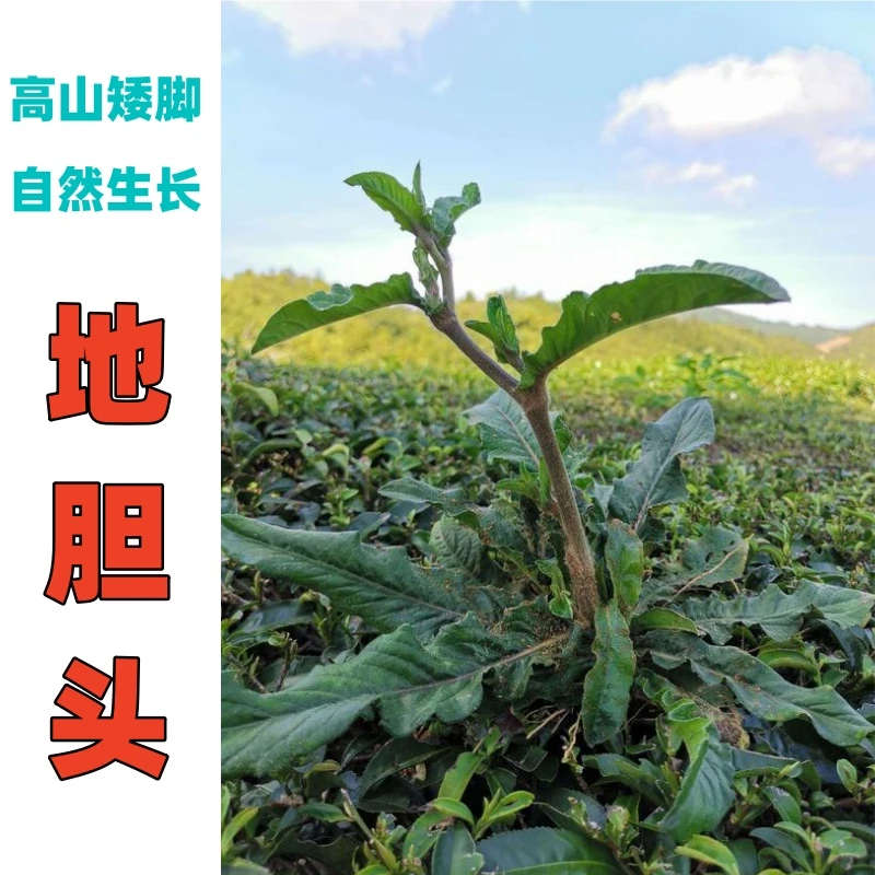 小叶矮脚地胆头草鞋婆草鞋底根茎干货广东煲汤料农产品500g包邮
