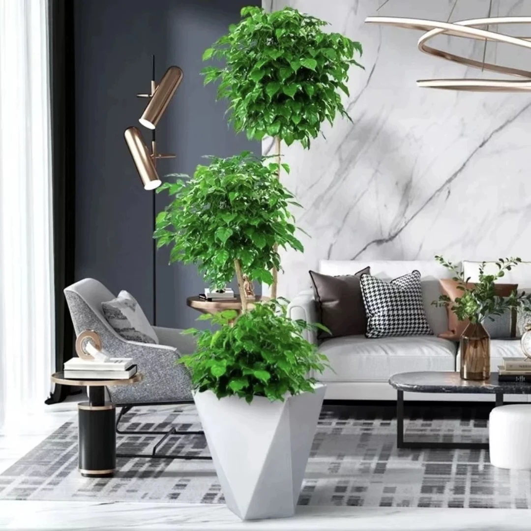 【招财进宝】三层老桩幸福树大型鲜活绿植四季常青好养办公室吸甲醛