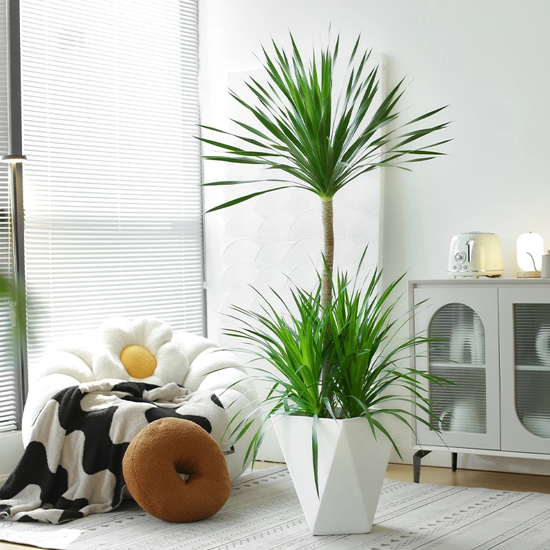 【精品】太空2号造型龙血树客厅盆栽大型网红绿植净化空气四季常绿