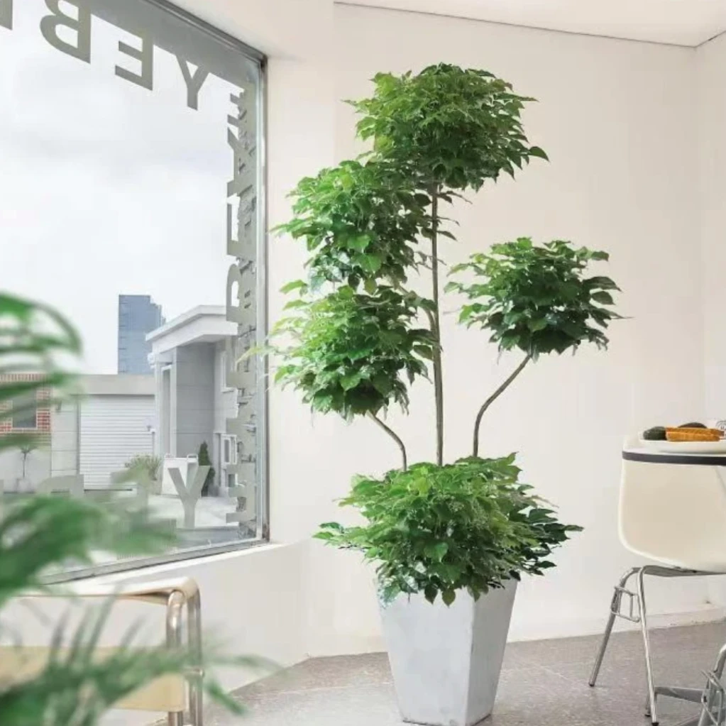 【精品】五层老桩幸福树大型鲜活绿植四季常青好养客厅办公室吸甲醛