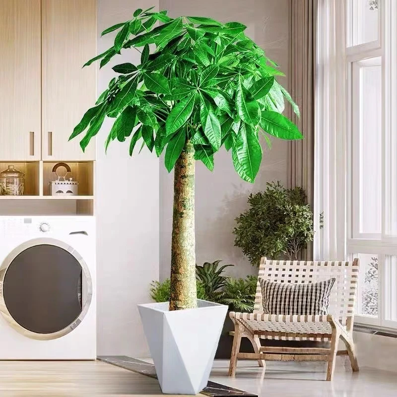 【基地直发】发财树大型绿植室内办公室盆景开业植物乔迁.