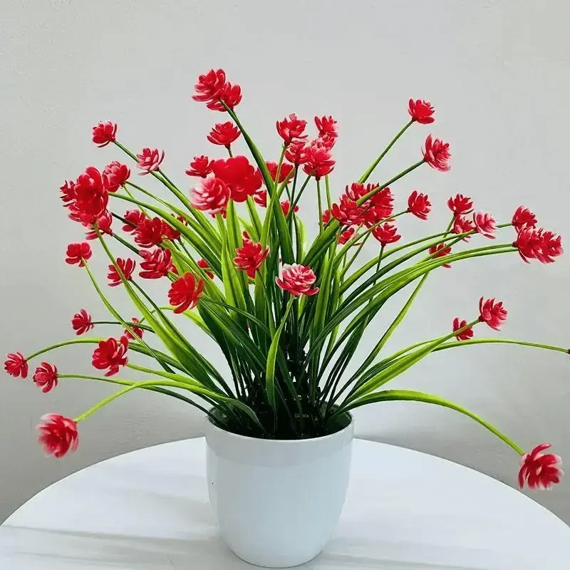 耐寒大花满天星种球四季开花植物发货耐热盆栽室内阳台好养活的花