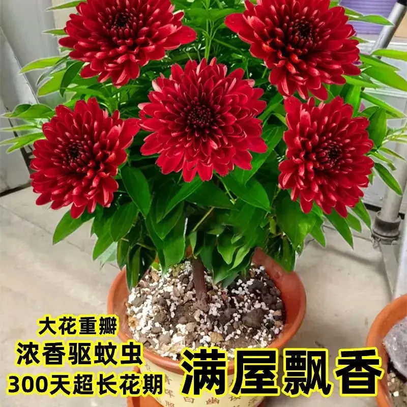 耐寒花卉四季开花十里香花盆栽地栽室内室外南北方当年开花浓香型