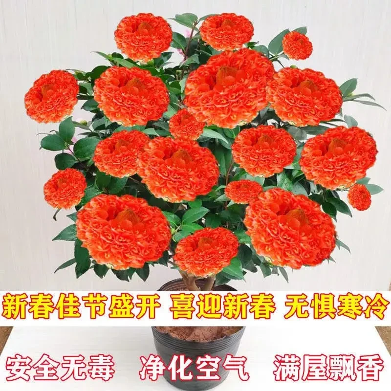 【带芽孢】耐寒植物冬季四季开浓香型大花牧春花室内外盆栽绿植花卉