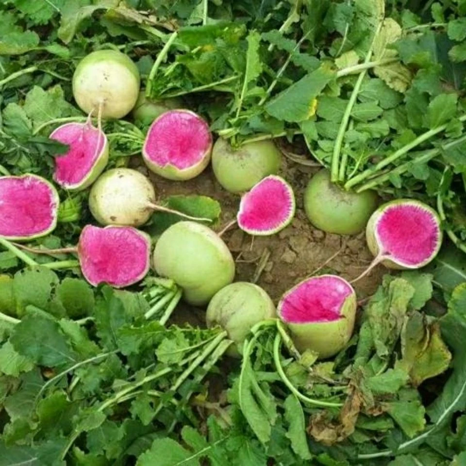 开封批发特产新鲜心里美青皮萝卜5斤包邮