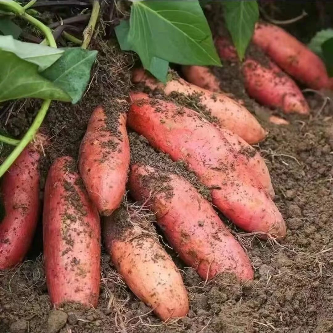 河南开封沙地西瓜红大果蜜薯5斤装包邮