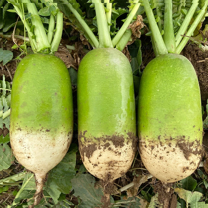 河南新鲜现拔青萝卜微辣带甜农家自种蔬菜
