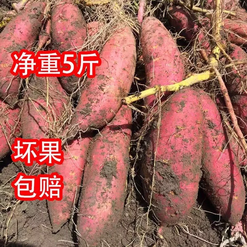 河南开封沙地西瓜红中果蜜薯5斤包邮