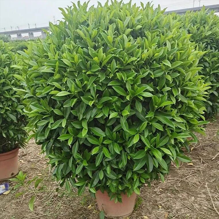 年宵花卉非洲茉莉盆栽美式时尚栽培田园风养活适合美化优美
