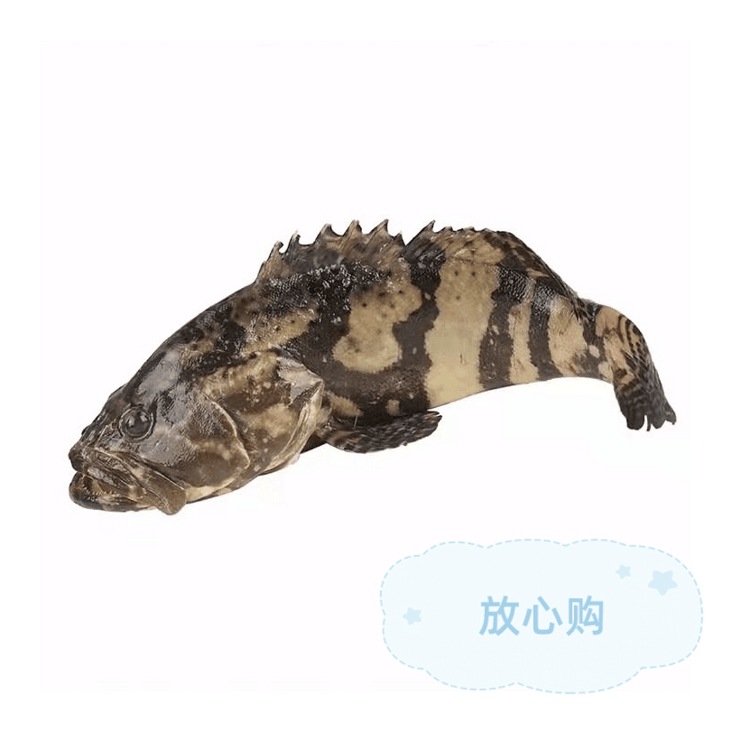 【鲜活水产】鲜活石斑鱼一条650-750g