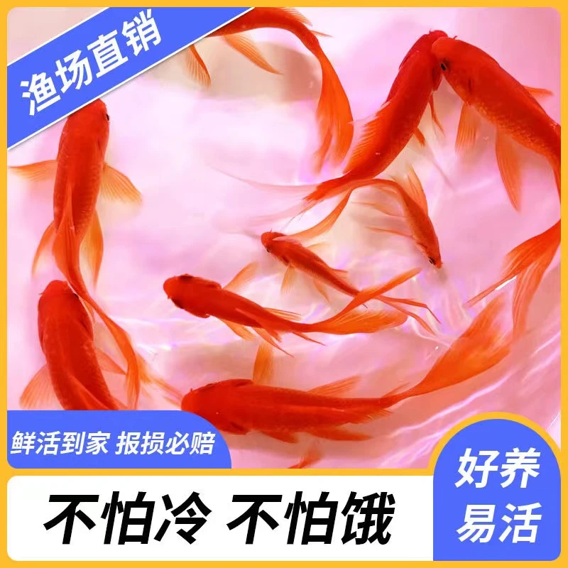③12条8-10厘米大尺寸草金鱼【更牛】新手推荐皮实耐活精品观赏活鱼