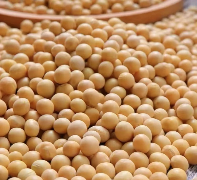 安徽皖北农家自种自晒小土黄豆250g、500g今年新货