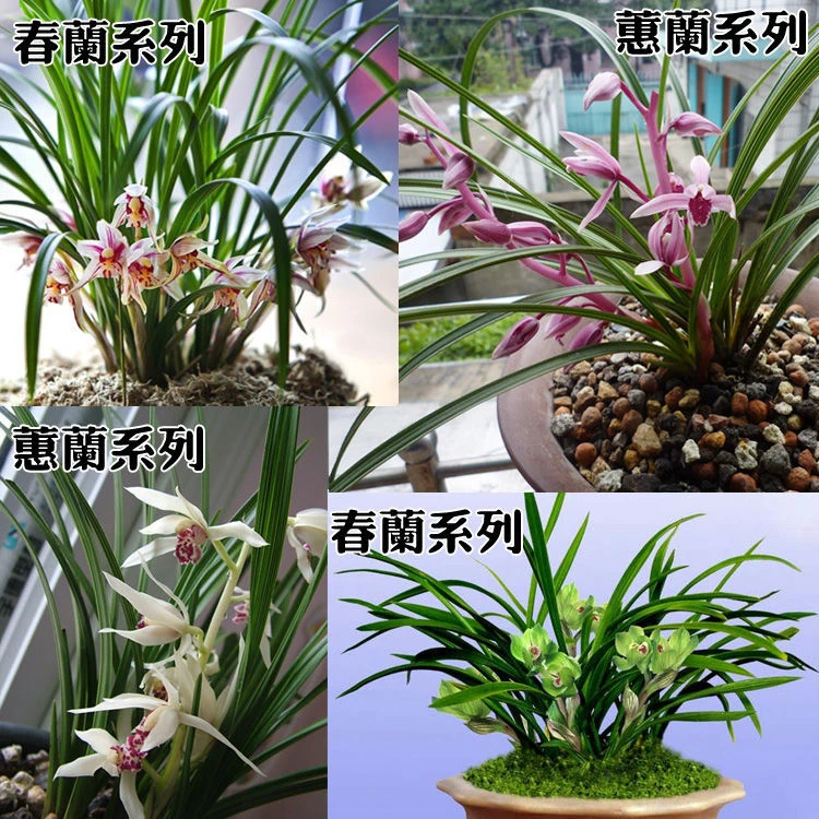 兰花苗 名品兰花 春兰 蕙兰 春剑 素心色花牡丹奇花蝶花红花复轮